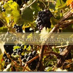 Виноград выращен без химии